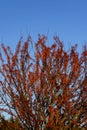 Crabapple tree in winter, red fruits on bare branches against a blue sky Royalty Free Stock Photo