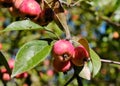 Crabapple trees covered in ripe fruit