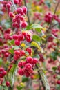 Crabapples Royalty Free Stock Photo