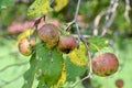 Crabapples Royalty Free Stock Photo