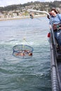 Crabbing pot pulled out of water