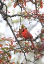 Crabby Cardinal