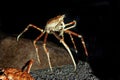 CRABE ARAIGNEE GEANT DU JAPON macrocheira kaempferi