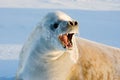 Crabeater seal Royalty Free Stock Photo