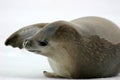 Crabeater Seal Royalty Free Stock Photo