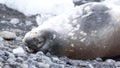 Crabeater seal in Antarctica