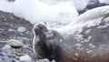 Crabeater seal in Antarctica