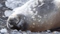 Crabeater seal in Antarctica