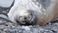 Crabeater seal in Antarctica