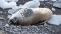 Crabeater seal in Antarctica