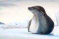 Crabeater Seal, Antarctica Royalty Free Stock Photo