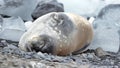 Crabeater seal in Antarctica