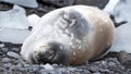 Crabeater seal in Antarctica