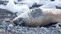 Crabeater seal in Antarctica