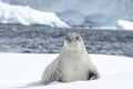 Crabeater seal on the ice.