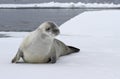 Crabeater seal on an ice floe Royalty Free Stock Photo
