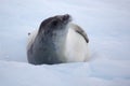 Crabeater seal on ice floe, Antarctica Royalty Free Stock Photo