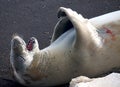 Crabeater seal Royalty Free Stock Photo