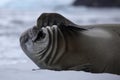 Crabeater seal laugning out loud, Antarctica Royalty Free Stock Photo