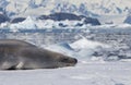 The crabeater seal Lobodon carcinophaga , also known as the krill-eater seal, is a true seal lying on the iceberg in