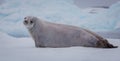 The crabeater seal Lobodon carcinophaga , also known as the krill-eater seal, is a true seal lying on the iceberg in
