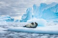 Crabeater seal lobodon carcinophaga in Antarctica resting on drifting pack ice or icefloe between blue icebergs and freezing sea Royalty Free Stock Photo