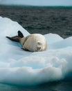 Crabeater seal, lobodon carcinophaga, in Antarctica resting on drifting pack ice or icefloe between blue icebergs and