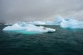 Crabeater seal, lobodon carcinophaga, in Antarctica resting on drifting pack ice or icefloe between blue icebergs and