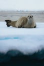 Crabeater seal, lobodon carcinophaga, in Antarctica resting on drifting pack ice or icefloe between blue icebergs