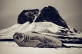 Crabeater Seal Lobodon carcinophaga Royalty Free Stock Photo