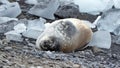 Crabeater seal in Antarctica