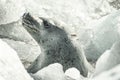 Crabeater Seal Lobodon carcinophagus after a dive Royalty Free Stock Photo