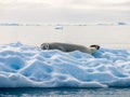 Crabeater seal, Lobodon carcinophagus, resting on ice floe in An