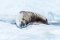 Crabeater seal lying asleep on ice floe Royalty Free Stock Photo