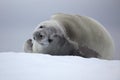 Crabeater seal resting on ice floe, Antarctica Royalty Free Stock Photo