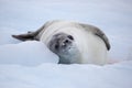 Crabeater seal resting on ice floe, Antarctica