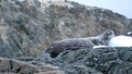 Crabeater seal on a rocky point