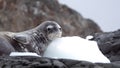 Crabeater seal on a rocky point