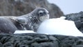 Crabeater seal on a rocky point