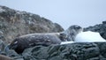 Crabeater seal on a rocky point