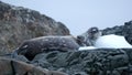 Crabeater seal on a rocky point