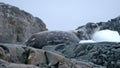 Crabeater seal on a rocky point