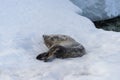 Crabeater seal on beach with snow in Antarctica Royalty Free Stock Photo