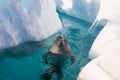 Crabeater seal in the water Royalty Free Stock Photo