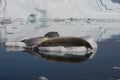 Crabeater seal in the water in Antarctica