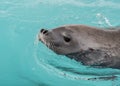 Crabeater seal in the water in Antarctica