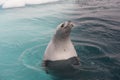 Crabeater seal in the water in Antarctica