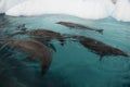 Crabeater seal in the water in Antarctica