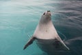 Crabeater seal in the water in Antarctica