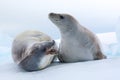 Crabeater Seals, Antarctica Royalty Free Stock Photo